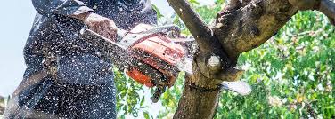Tree Service Champaign Il Pros Image